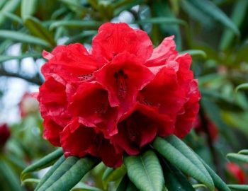 nepal-red-rhododendron